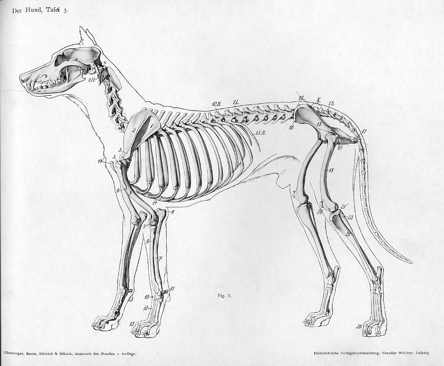 Anatomie chien